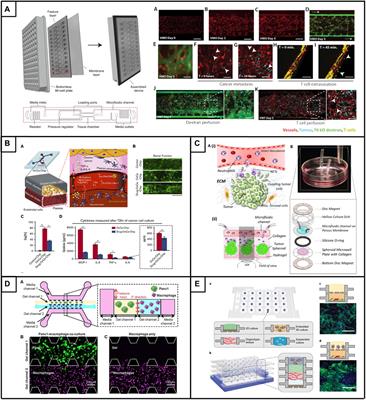 Microphysiological systems as models for immunologically ‘cold’ tumors